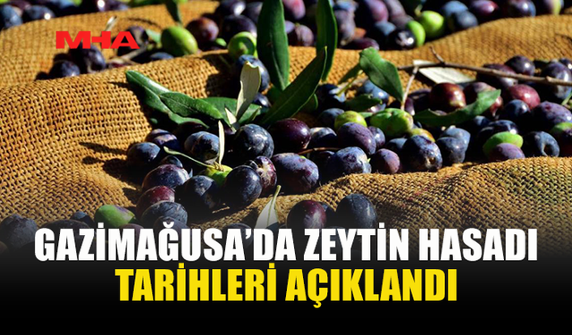 GAZİMAĞUSA İLÇESİ ZEYTİN HASADI BAŞLAMA TARİHLERİ BELİRLENDİ