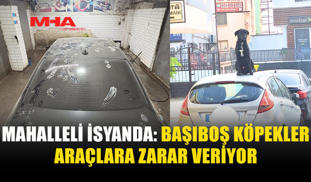 BAŞIBOŞ KÖPEKLER ARAÇLARI ÇİZİYOR, MAHALLELİYİ KORKUTUYOR