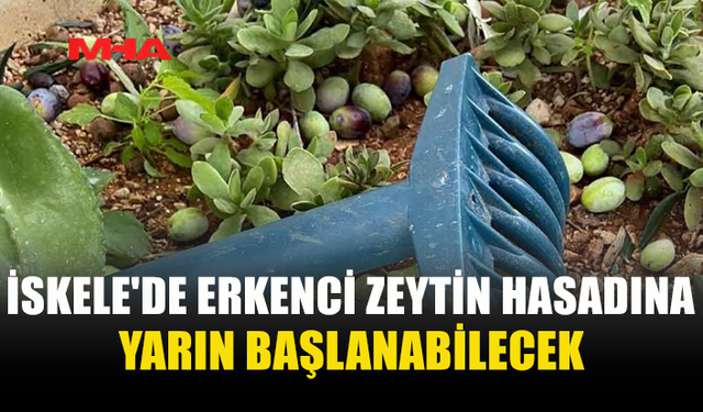 İSKELE’DE ZEYTİN HASADI İÇİN TARİHLER BELLİ OLDU