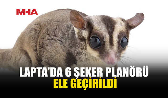 SOSYAL MEDYADA ŞEKER PLANÖRÜ SATIŞINA SUÇÜSTÜ
