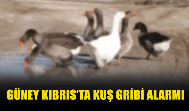 GÜNEY KIBRIS’TA BİR KAZDA KUŞ GRİBİ TESPİT EDİLDİ