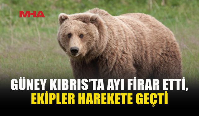 MELİOS HAYVANAT BAHÇESİ’NDEN KAÇAN AYI BULUNDU
