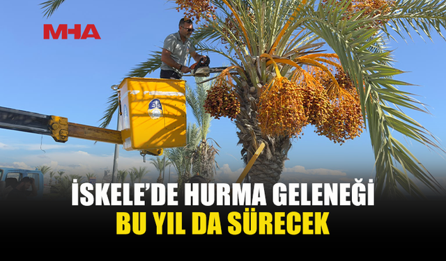 İSKELE HALK PLAJI’NIN HURMALARI HALKA İKRAM EDİLECEK