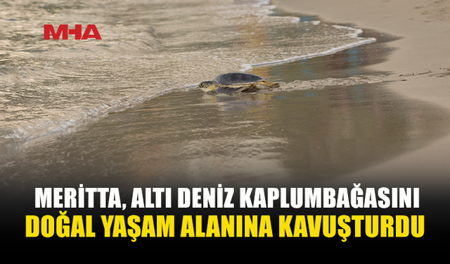 MERİTTA’DA 2026’NIN SON SALIMINDA 6 KAPLUMBAĞA DENİZLE BULUŞTU