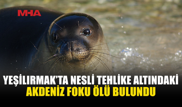 YEŞİLIRMAK’TA AKDENİZ FOKU ÖLÜ BULUNDU