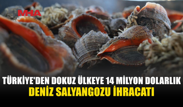 TÜRKİYE’NİN DENİZ SALYANGOZU İHRACATI 14,2 MİLYON DOLARA ULAŞTI
