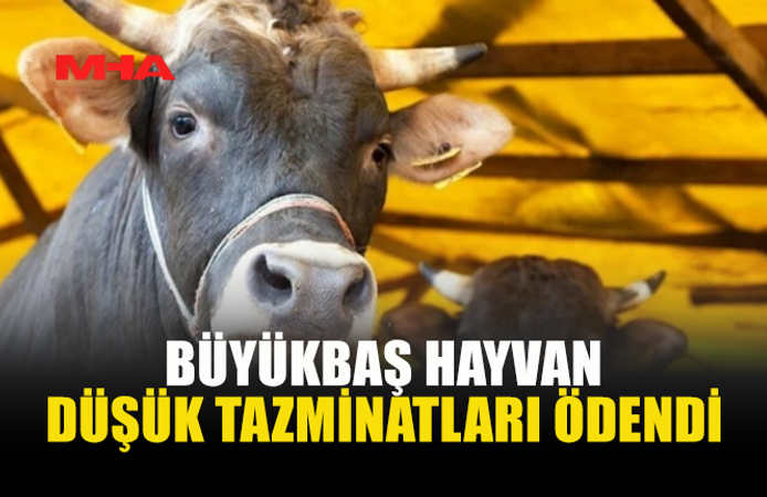HAYVANCILIKTA ZORUNLU SİGORTA TAZMİNATLARI YATIRILDI