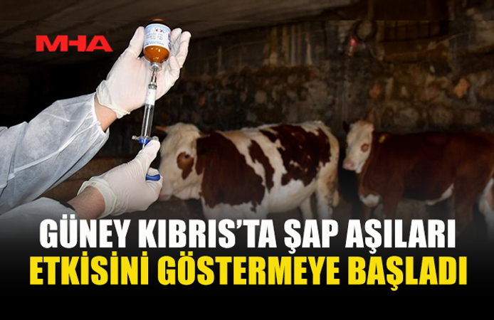 GÜNEYDE ŞAP HASTALIĞINDA AŞILAMA SONUÇ VERMEYE BAŞLADI