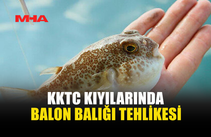 KKTC'DE BALON BALIKLARI SAHİLLERE KADAR İNDİ