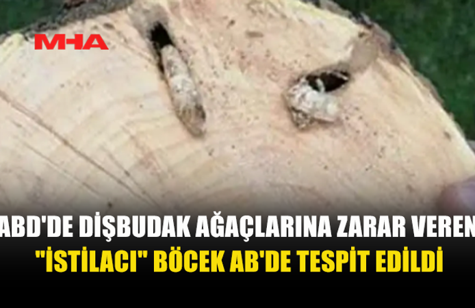 ABD’DE MİLYONLARCA AĞACI YOK EDEN BÖCEK AVRUPA’DA GÖRÜLDÜ
