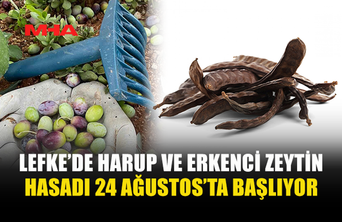 LEFKE’DE HARUP VE ERKENCİ ZEYTİN HASADI 24 AĞUSTOS, YERLİ ZEYTİN HASADI 14 EYLÜL’DE...