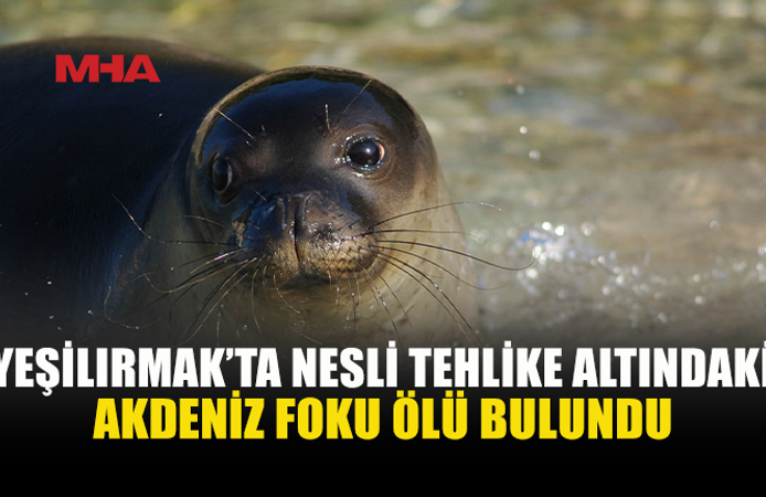 YEŞİLIRMAK’TA AKDENİZ FOKU ÖLÜ BULUNDU