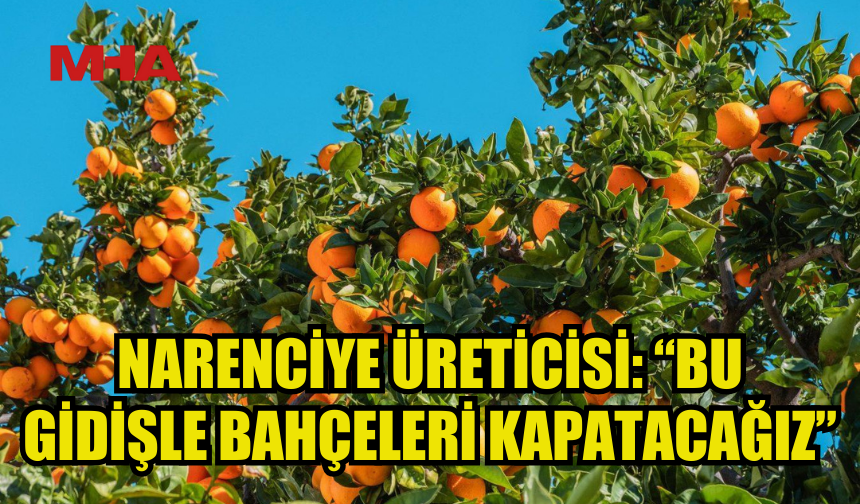 NARENCİYE ÜRETİCİLER BİRLİĞİ: “ÜRÜNÜ CYPFRUVEX’E VERELİ 8 AY OLDU, ANCAK ÖDEME KONUSUNDA HİÇBİR ÇALIŞMA YOK”