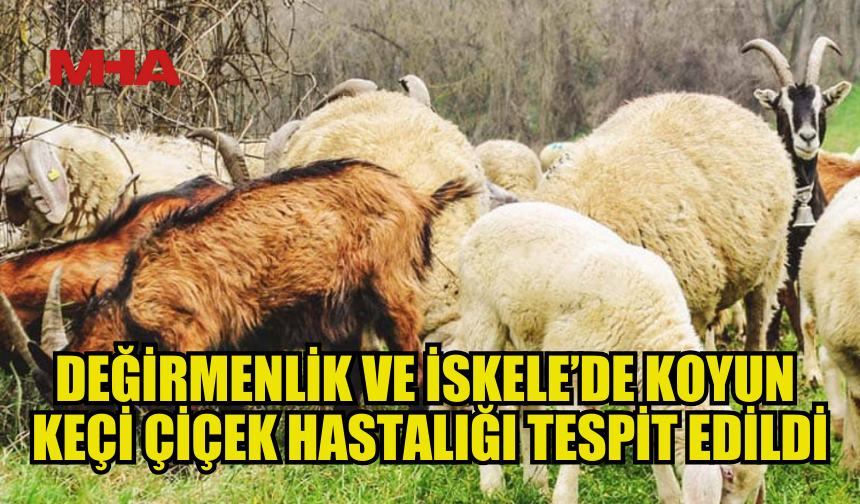 İSKELE VE DEĞİRMENLİK’TE KOYUN KEÇİ ÇİÇEK HASTALIĞI TESPİT EDİLDİ