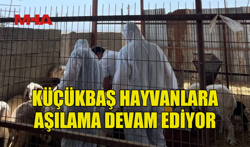 ÇİÇEK HASTALIĞINA KARŞI 18 BİN AŞILAMA