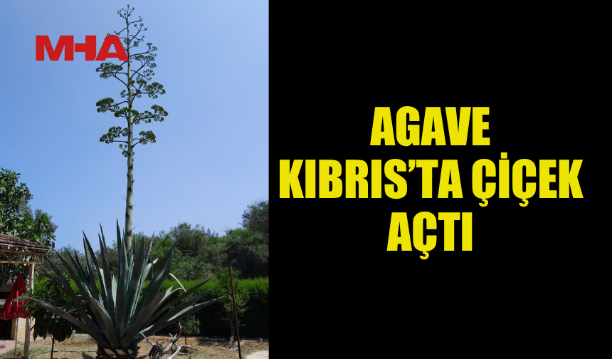 AGAVE KIBRIS'TA ÇİÇEK AÇTI