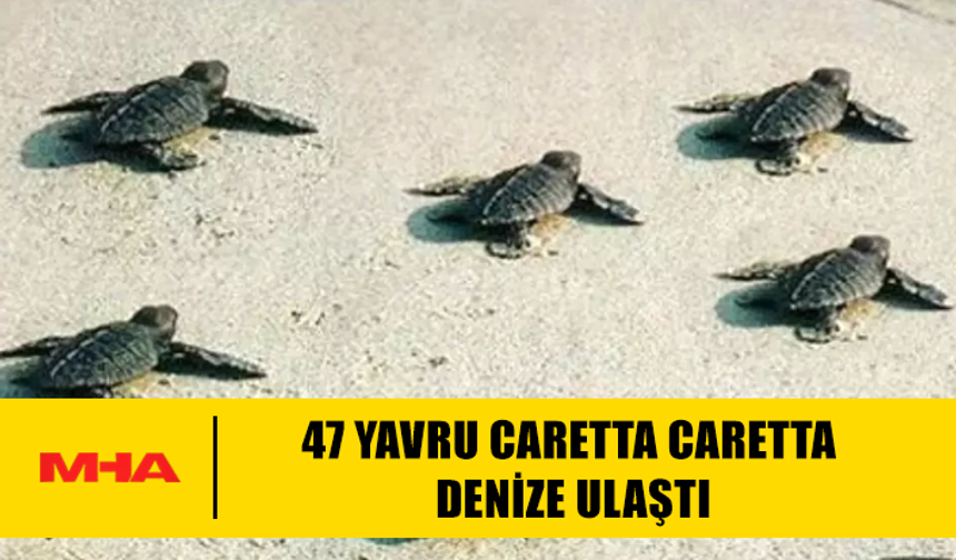 DİDİM’DE CARETTA CARETTA SÜRPRİZİ: TAŞBURUN’DA 47 YAVRU DENİZLE BULUŞTU