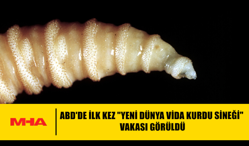 ABD'DE İLK KEZ "YENİ DÜNYA VİDA KURDU SİNEĞİ" VAKASI GÖRÜLDÜ