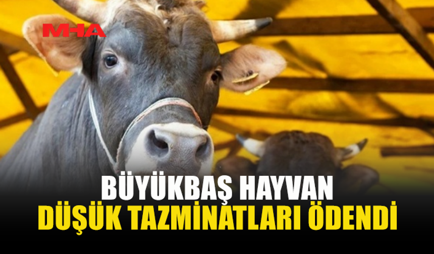 HAYVANCILIKTA ZORUNLU SİGORTA TAZMİNATLARI YATIRILDI