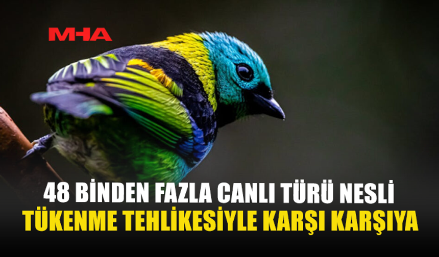 48 BİNDEN FAZLA CANLI TÜRÜ NESLİ TÜKENME TEHLİKESİYLE KARŞI KARŞIYA