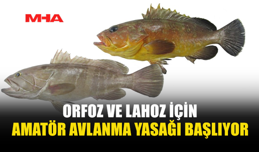 ORFOZ VE LAHOZ AVINA SEZON YASAĞI GELDİ