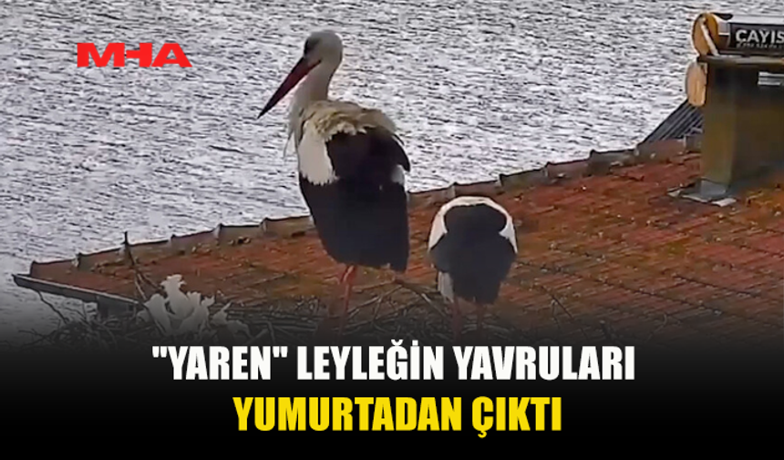 YAREN LEYLEĞİN YAVRULARI DÜNYAYA GELDİ: 15 YILLIK DOSTLUKTA YENİ HEYECAN