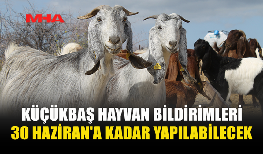 KÜÇÜKBAŞ HAYVAN KAYITLARINDA BİLDİRİM SÜRECİ BAŞLADI