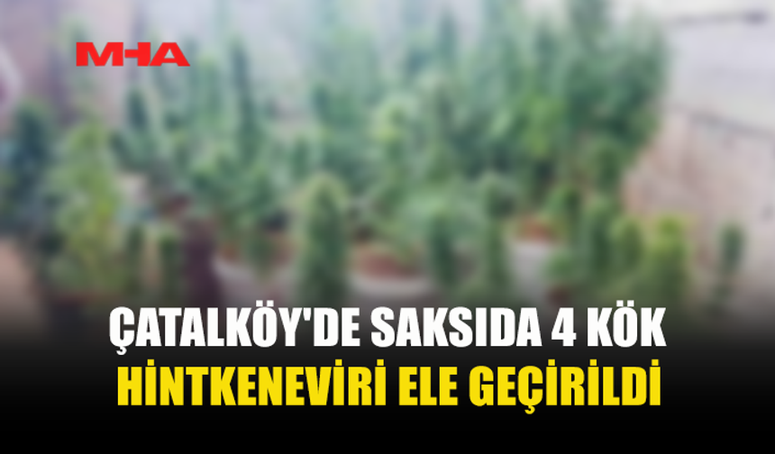 SAKSILARA HİNTKENEVİRİ EKTİ, NARKOTİK SUÇÜSTÜ YAKALADI