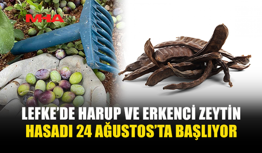 LEFKE’DE HARUP VE ERKENCİ ZEYTİN HASADI 24 AĞUSTOS, YERLİ ZEYTİN HASADI 14 EYLÜL’DE...