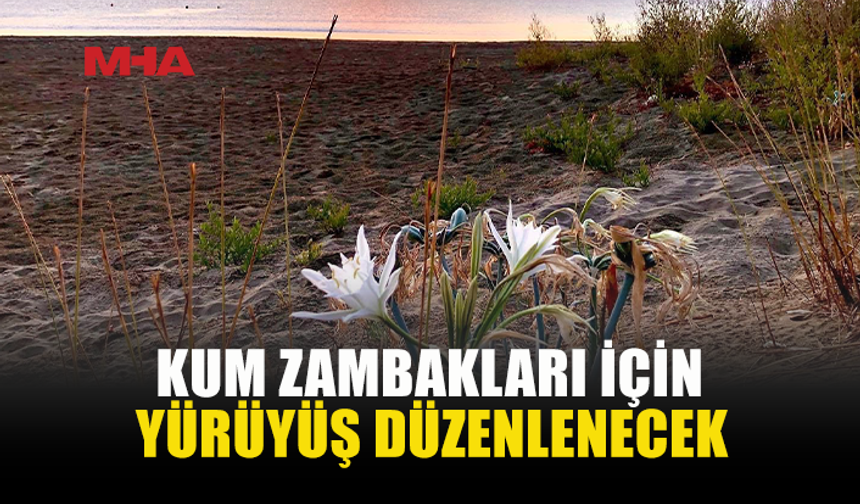 DOĞA DOSTLARI KUM ZAMBAKLARI İÇİN YÜRÜYECEK