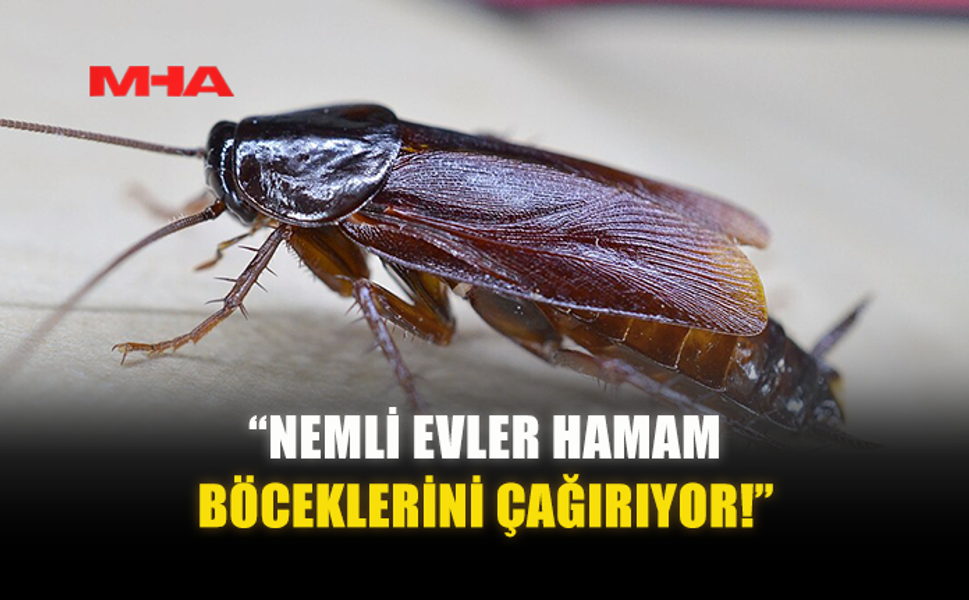 “NEMLİ EVLER HAMAM BÖCEKLERİNİ ÇAĞIRIYOR!”