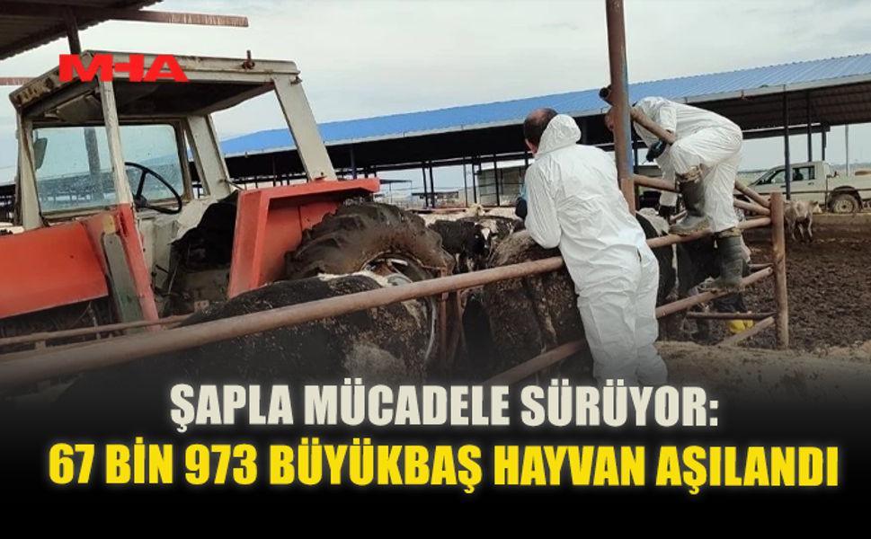 ŞAPLA MÜCADELE SÜRÜYOR: 67 BİN 973 BÜYÜKBAŞ HAYVAN AŞILANDI