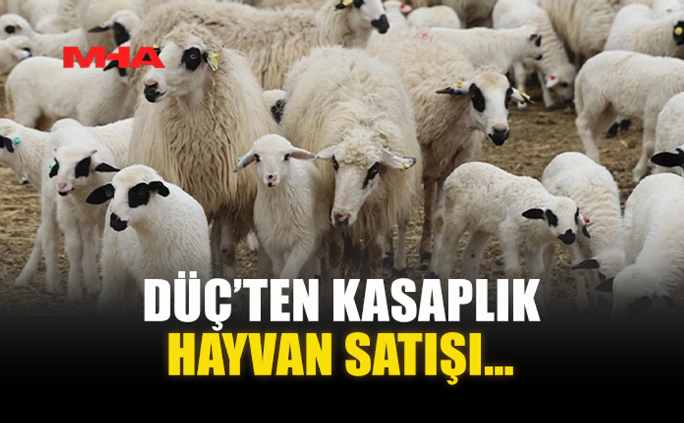 DÜÇ’TEN KASAPLIK HAYVAN SATIŞI…