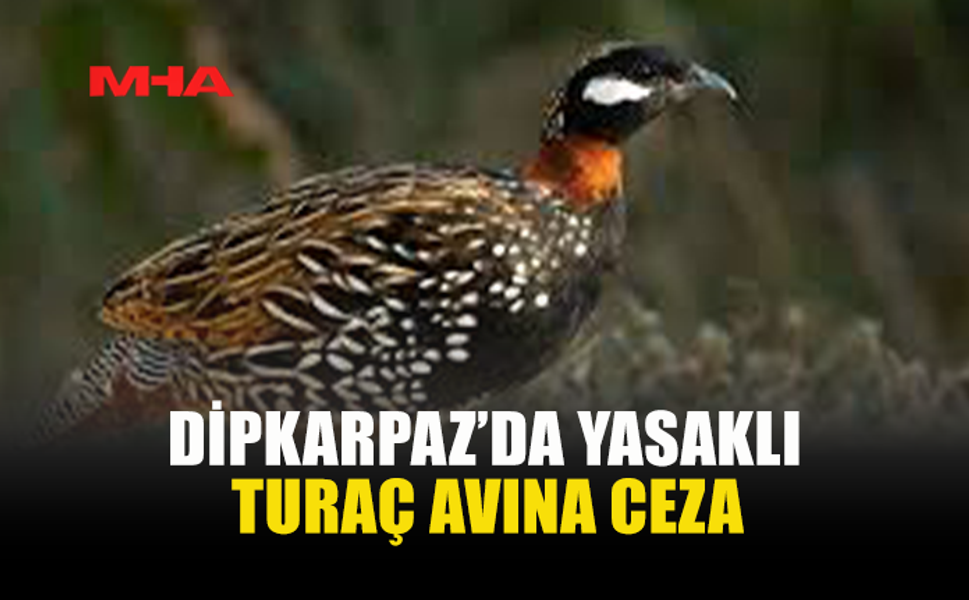 DİPKARPAZ’DA YASAKLI TURAÇ AVINA CEZA