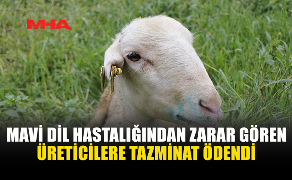 MAVİ DİL ZARARLARI TAZMİN EDİLDİ
