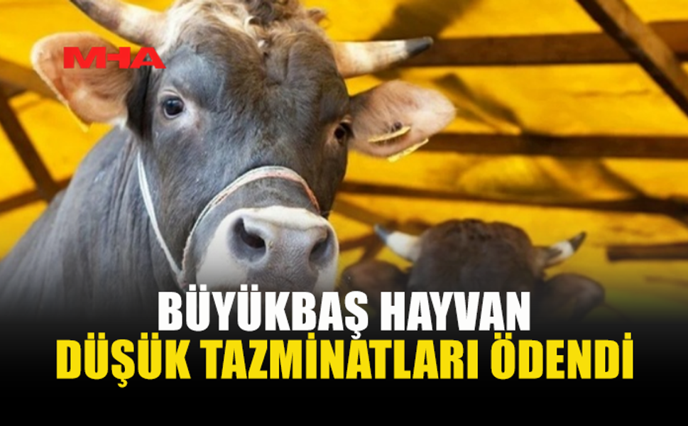 HAYVANCILIKTA ZORUNLU SİGORTA TAZMİNATLARI YATIRILDI
