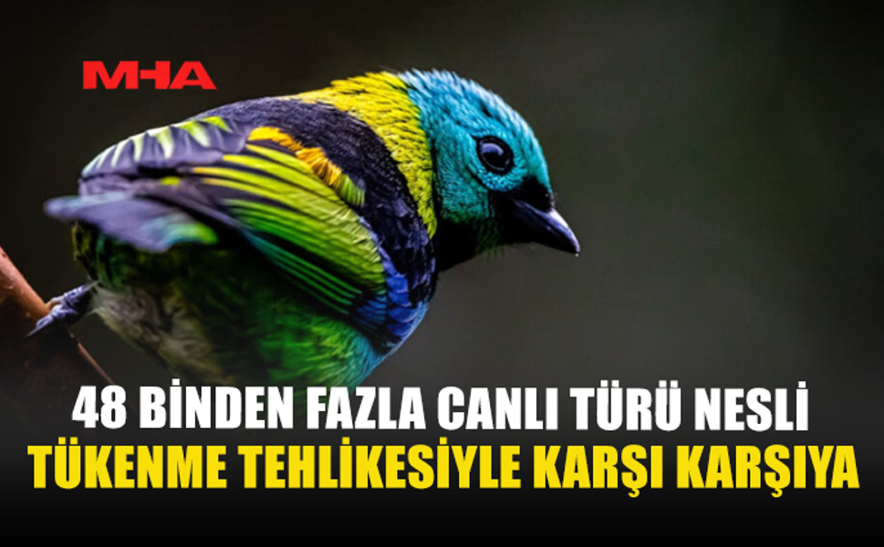 48 BİNDEN FAZLA CANLI TÜRÜ NESLİ TÜKENME TEHLİKESİYLE KARŞI KARŞIYA
