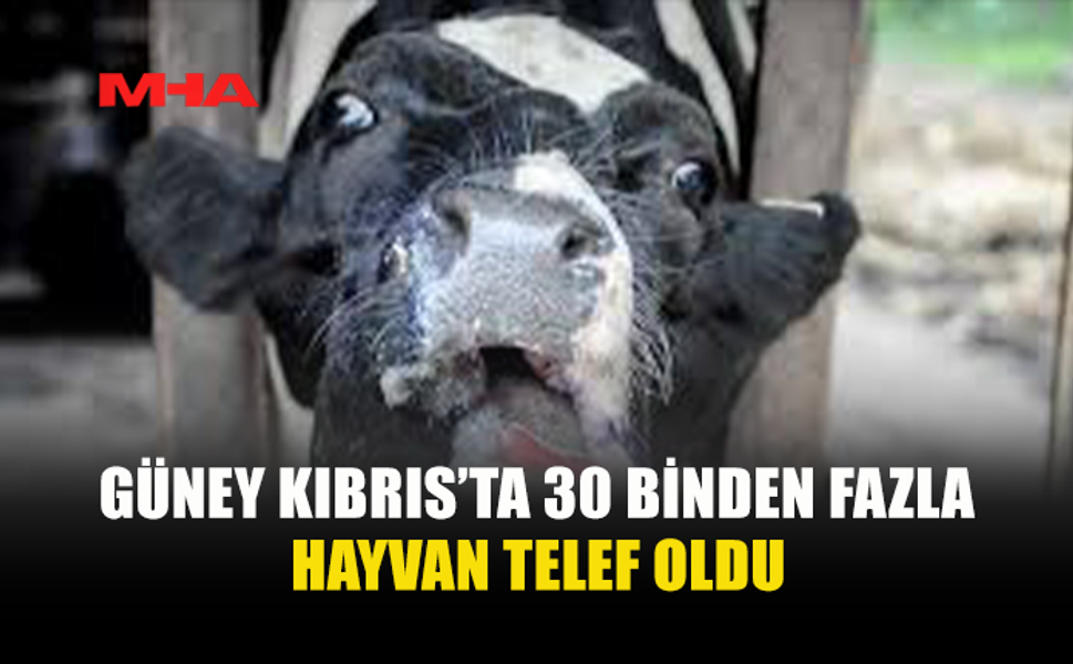 GÜNEY KIBRIS’TA ŞAP HASTALIĞIYLA MÜCADELE SÜRÜYOR