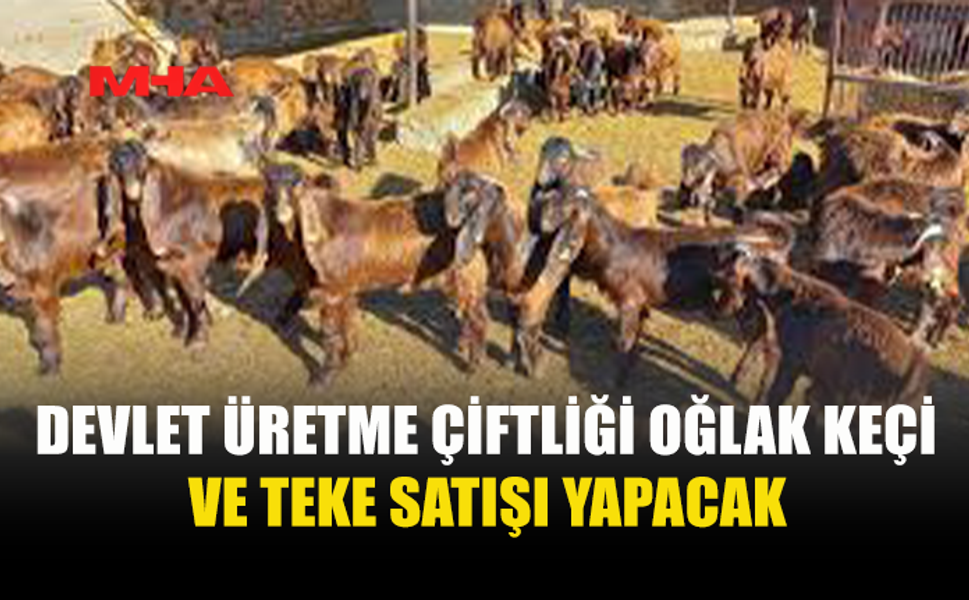 DEVLET ÜRETME ÇİFTLİĞİ’NDEN OĞLAK, KEÇİ VE TEKE SATIŞI