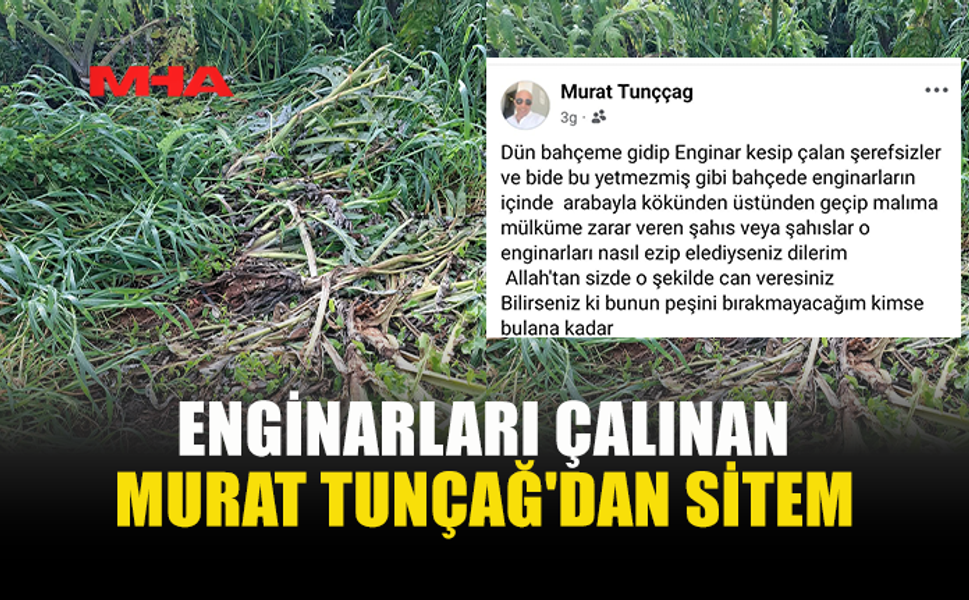 ENGİNAR BAHÇESİNE GİREN HIRSIZLAR BAHÇEYİ TAHRİP ETTİ