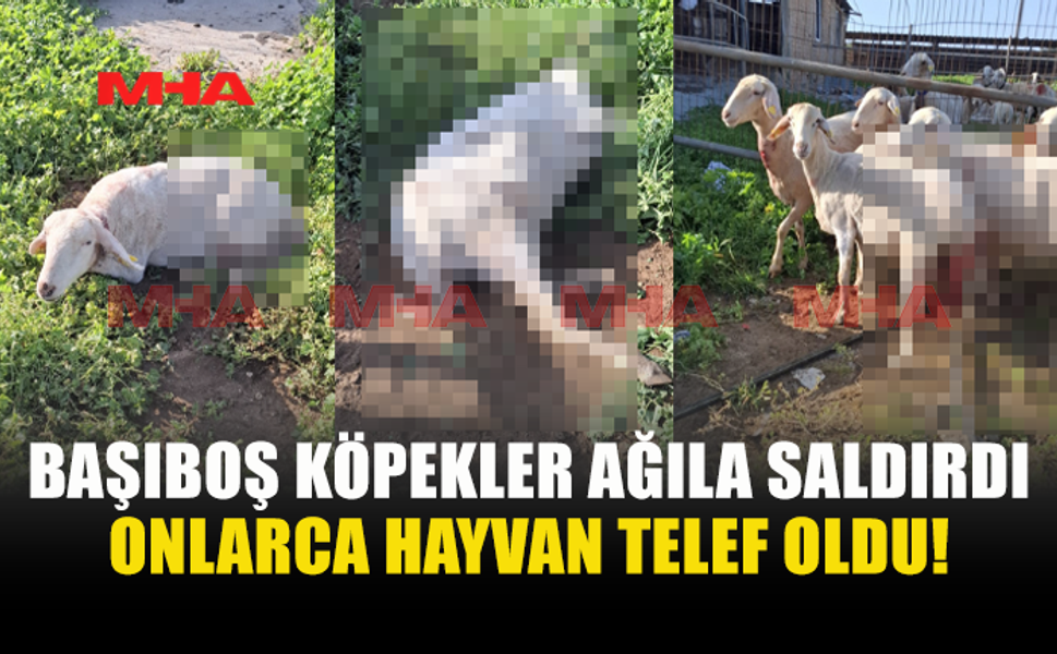 BAŞIBOŞ KÖPEKLER KATLİAM YAPTI: 30 HAYVAN TELEF OLDU