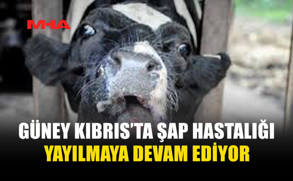 GÜNEY KIBRIS’TA ŞAP HASTALIĞI HIZLA YAYILIYOR