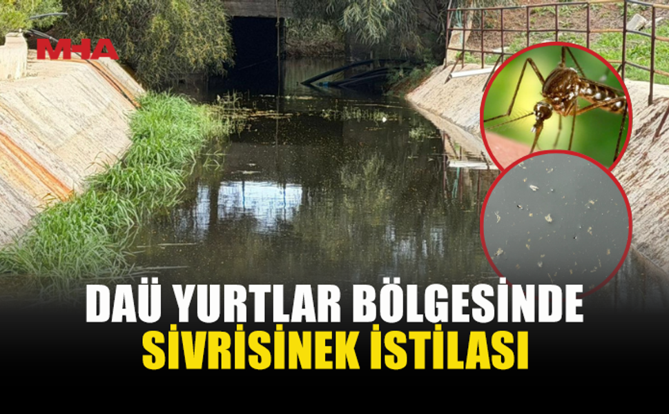 DAÜ YURTLAR BÖLGESİNİ SİVRİSİNEKLER İSTİLA ETTİ!