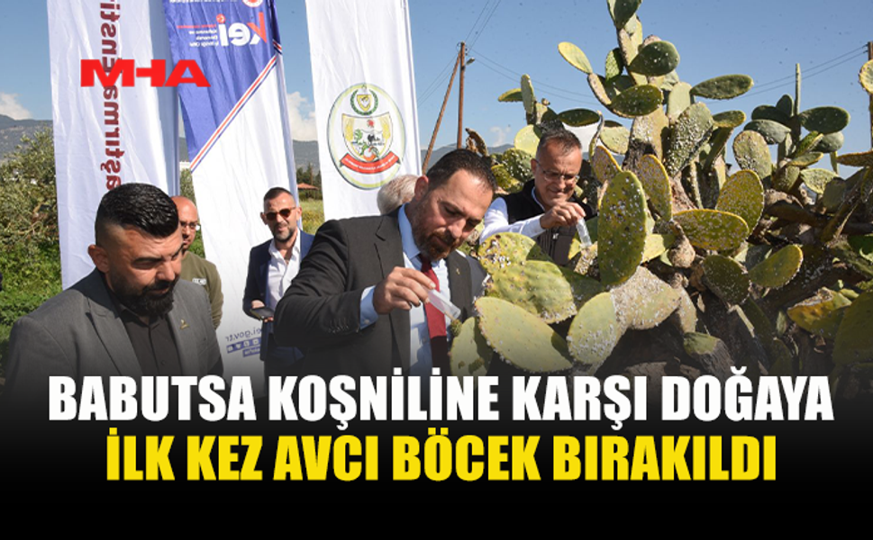 BABUTSA İÇİN AVCI BÖCEKLER DOĞAYA SALINDI