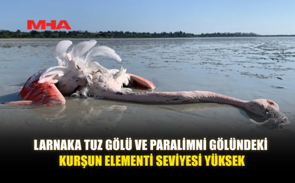 LARNAKA VE PARALİMNİ GÖLLERİNDE KURŞUN ALARMI