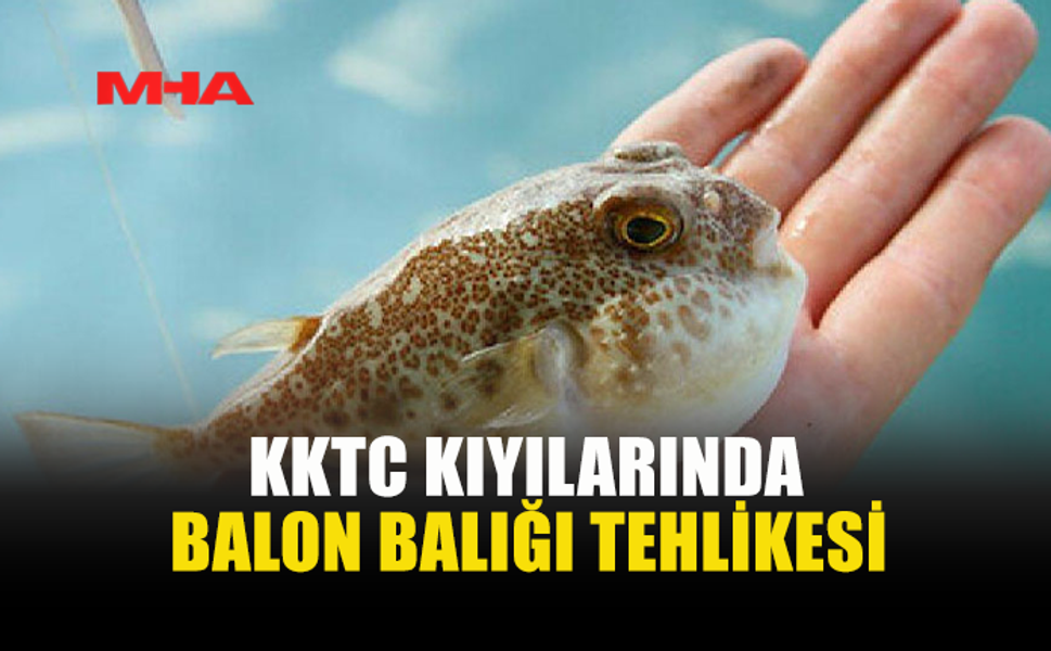 KKTC'DE BALON BALIKLARI SAHİLLERE KADAR İNDİ