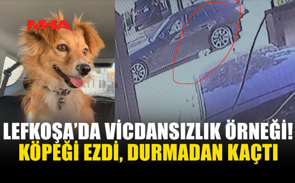 LEFKOŞA’DA KÖPEĞE ÇARPAN SÜRÜCÜ OLAY YERİNDEN KAÇTI
