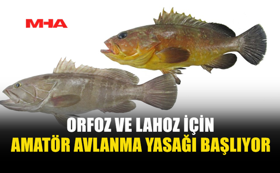 ORFOZ VE LAHOZ AVINA SEZON YASAĞI GELDİ