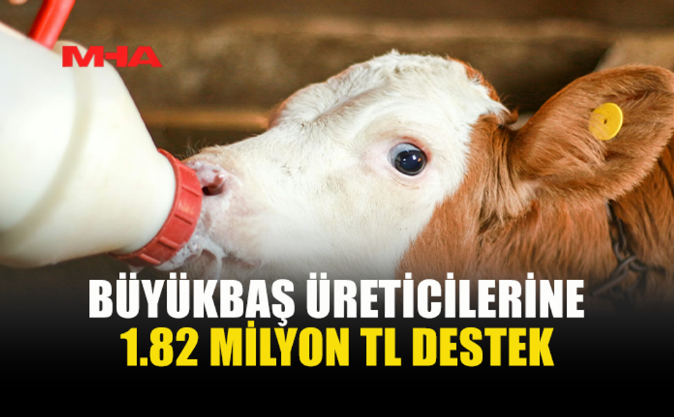 12 ÜRETİCİYE BUZAĞI DESTEĞİ ÖDEMESİ