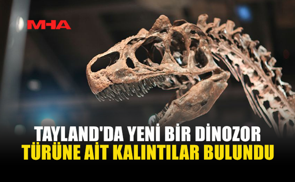 TAYLAND’DA DEV DİNOZOR TÜRÜ KEŞFEDİLDİ